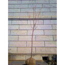 サクラ 一葉 (イチヨウ) 樹高1.8〜2.0m前後(根鉢含まず) 単品 その1