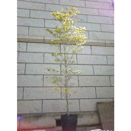 ハナミズキ 白花 単木 樹高1.8〜2.0m前後(根鉢含まず) 単品
