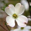 ハナミズキ クラウドナイン 白花 単木 樹高1.8〜2.0m前後(根鉢含まず) 単品