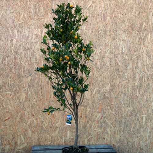 キンカン (品種指定不可) 単木 樹高1.3m前後(根鉢含まず) 単品
