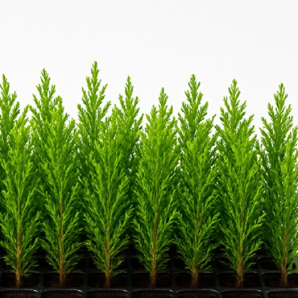 ���� �ޥ������ӥƥ�����ƥ��ġ�����10cm���� 100�ܥ��åȡʢ��Х�����б��Բġ�