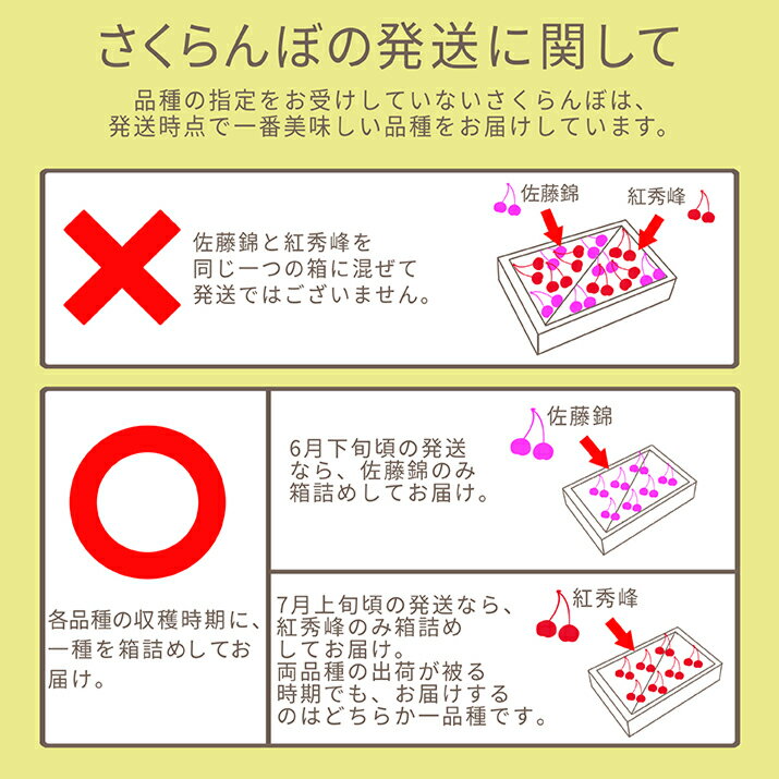 さくらんぼ佐藤錦13