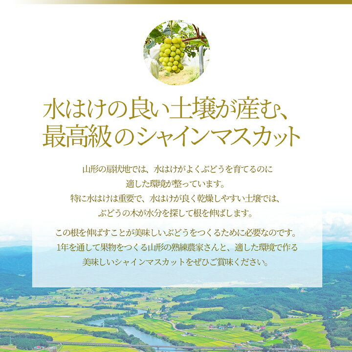 山形県産ぶどう・シャインマスカット6