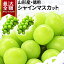 【最大全額ポイントバック!11/25-12/25期間限定】\ただ今、お届け中!/ シャインマスカット 産地直送 2~3房入り(約1kg前後) 山形県産 お徳用 大粒 訳ありぶどう 山形県から産地直送 種無し 大粒 送料無料 果物 4,860円