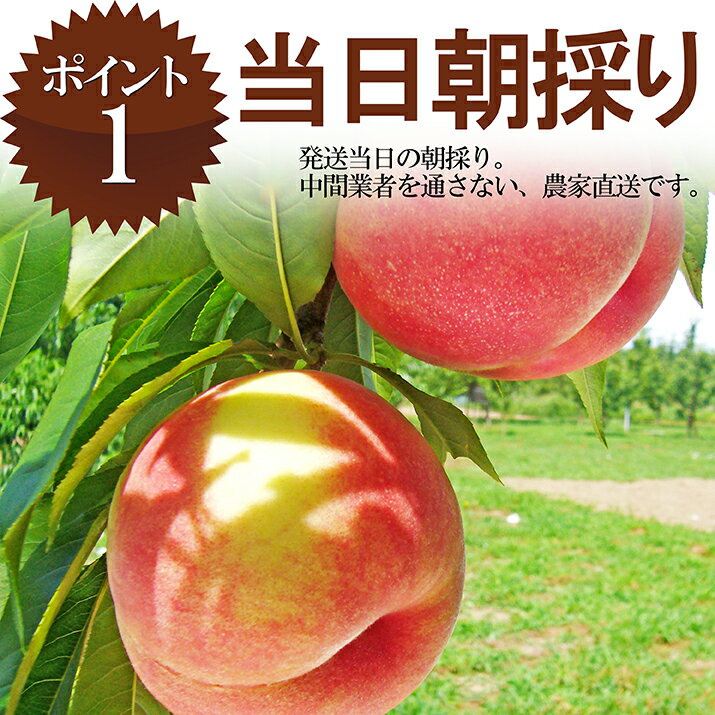 【2020年8月下旬発送・先行予約】 山形県産 白桃 5kg（16玉~18玉前後）産地直送の桃 贈答用の桃 大玉の桃 美味しい桃 お盆 帰省 に桃 お彼岸の桃 川中島白桃【同梱不可】【日時指定不可】 【2020年 8月下旬発送】桃 送料無料 果物 進学 就職祝い 内祝い