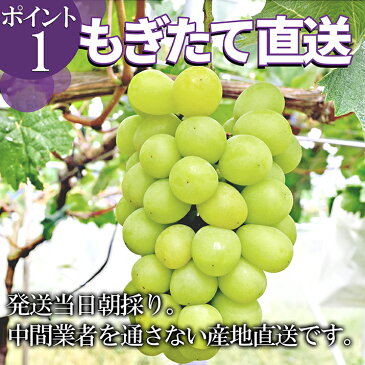 【台風接近・緊急セール】 山形県産 秀品 大粒ピオーネ 2房& シャインマスカット 1房 合計約2kg（約650g×3房）産地直送 化粧箱詰め！同梱不可熨斗OK※九州 沖縄 離島へは別途送料がかかります 送料無料 果物　2018年 9月下旬発送