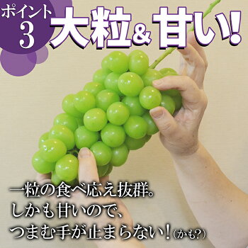 山形県産ぶどう・シャインマスカット4