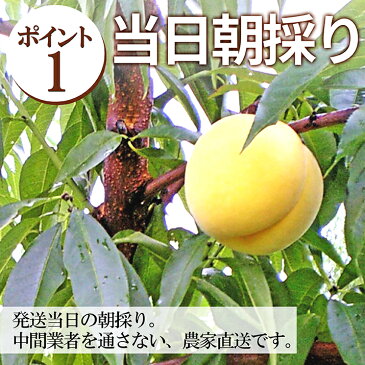 山形県産 黄桃 3kg（13〜16玉前後）ちょっと訳ありだから お買い得 硬い桃 固い桃 や 柔らかい黄桃 をお届け 山形県から産地直送の 黄金桃 【同梱不可】※お一人様2箱まで 【2019年 9月上旬発送】桃 送料無料 果物Re