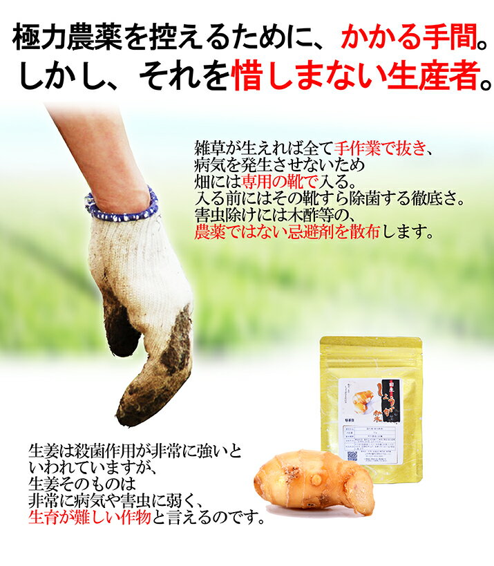 生姜パウダーの効果が凄い 人気おすすめ粉末しょうがランキング 生姜パウダーの効果が凄い 人気おすすめ粉末しょうがランキング