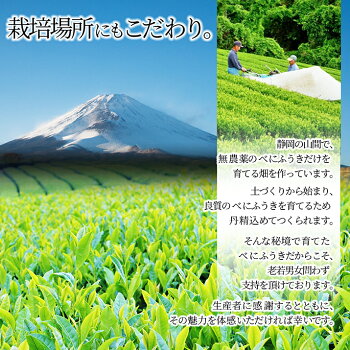 べにふうき茶6