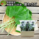 ＼ただ今、お届け中!／ 無農薬栽培 葉わさび 約80g×10束入り季節限定 名水百選 山形県産 わさ ...