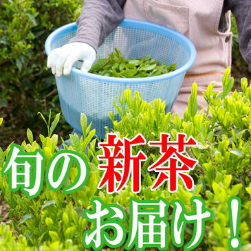 新茶 2018 新茶の粉茶 100g 若い茶の香りと豊かな味わい 父の日 ギフトに日本茶をプレゼント メール便送料無料