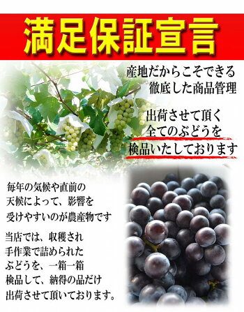 山形県産ぶどう・シャインマスカット6