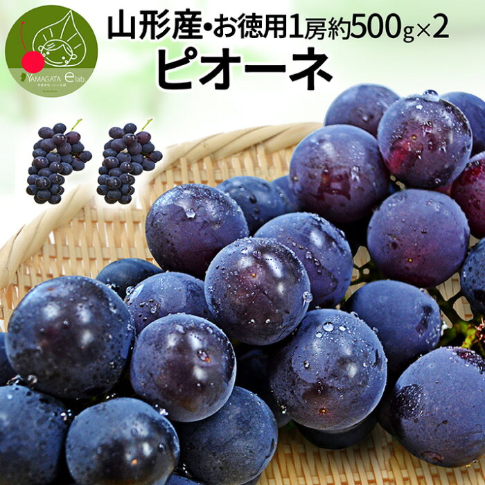 【2020年9月下旬発送・先行予約】 山形県産 ピオーネ 2房 約1kg (1房約500g) 山形県産 お徳用 ぶどう 産地直送 同梱不可 2020年 9月下旬発送 送料無料 果物