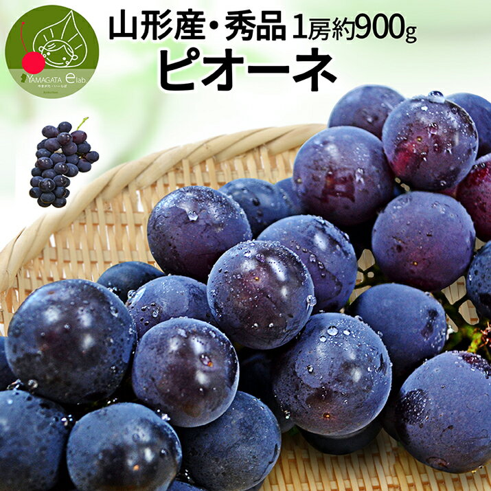 【2025年9月下旬発送・先行早割】 山形県産 秀品 大粒ピオーネ 1房(約900g前後)産地直送 化粧箱詰め!山形産ぶどう【同梱不可】【熨斗OK】 果物 誕生日 残暑見舞い