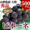 【2018年 9月下旬発送】 【送料無料】 山形県産 お徳用...