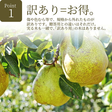 ラフランス 訳あり 山形県産 2kg お徳用 ワケあり ジューシーなフルーツ 果物の女王様 山形県産 洋梨 産地直送の新鮮さ お取り寄せ 通販 【2019年 11月上旬発送】【送料無料(九州・沖縄は除く)】 食べごろ 食べ方 パーティーキャッシュレス還元