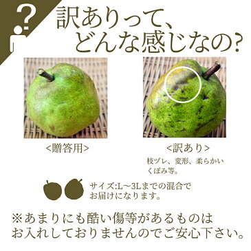 【2020年11月上旬発送・先行早割】 ラフランス 訳あり 山形県産 2kg お徳用 ワケあり ジューシーなフルーツ 果物の女王様 山形県産 洋梨 産地直送の新鮮さ お取り寄せ 通販 【送料無料(九州・沖縄は除く)】 食べごろ 食べ方 パーティーキャッシュレス還元