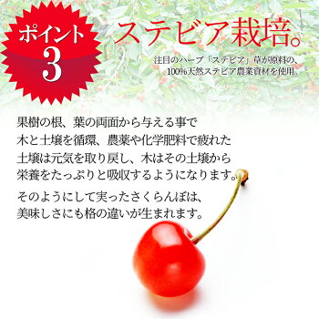 特秀さくらんぼ佐藤錦5