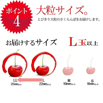 さくらんぼ佐藤錦5