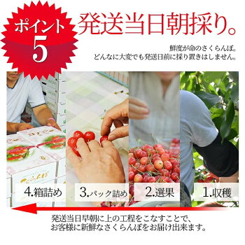 特秀さくらんぼ佐藤錦7