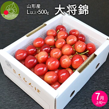 【10%OFF・スーパーセール限定】さくらんぼ 大将錦 山形県産 秀品 L玉 500g 化粧箱入り 産地直送 鮮度が命 さくらんぼ 紅秀峰 大将錦 は当店にお任せください♪ 送料無料Re