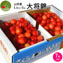 さくらんぼ 【2024年7月上旬発送 先行早割】 さくらんぼ 大将錦 秀品 1kg(500g×2) 地直送・鮮度が命 さくらんぼ 紅秀峰 大将錦 は当店にお任せください 化粧箱入 ギフト 贈答品として人気です 送料無料 内祝い