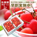 【6月中旬発送・先行予約】さくらんぼ 佐藤錦 贈答品 1kg(500g×2)フルーツギフト お中元 御中元 なんと、名水百選の水を使って栽培 山形県 産地直送 ...