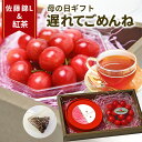 \遅れてごめんね 母の日 ギフト/さくらんぼ 佐藤錦 秀品 L玉 100g &さくらんぼ紅茶 5包 ギフト限定 贈答 化粧箱入 プレゼント 産地直送 手詰め カ...