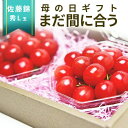 \まだ間に合う 母の日 ギフト/ さくらんぼ 佐藤錦 L玉 100g×2個 化粧箱入 ダイヤパック 加温栽培 山形県産 プレゼント 産地直送 手詰め ギフトカー...