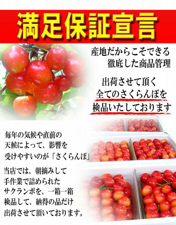 特秀さくらんぼ佐藤錦12
