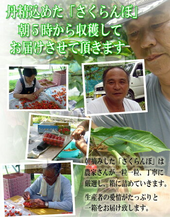 特秀さくらんぼ佐藤錦13