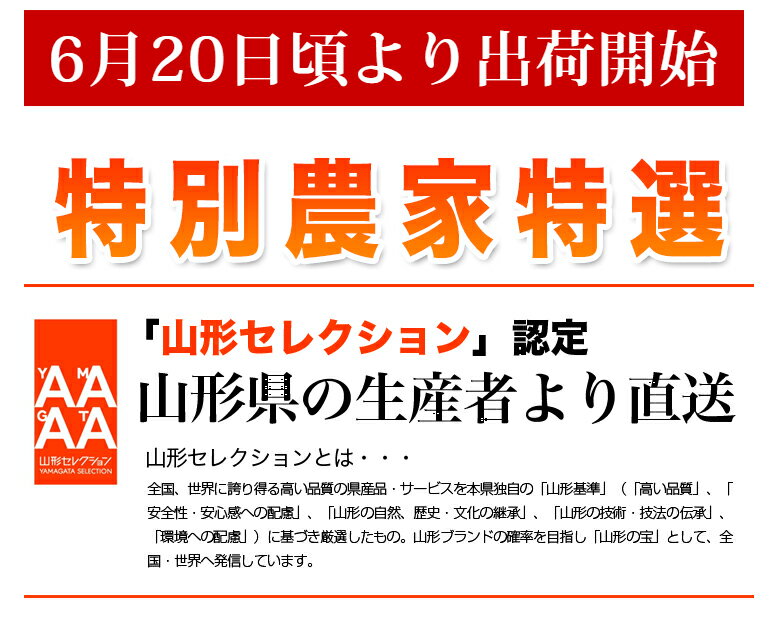 【2020年6月発送・先行予約】 特選 山形県産 さくらんぼ佐藤錦 特秀 2L玉 1,100g 桐箱入 多田農園のさくらんぼ 大粒 山形県産 産地直送 化粧箱入 お中元 プレゼント 手詰め 厳選 特秀 送料無料 果物 フルーツギフト