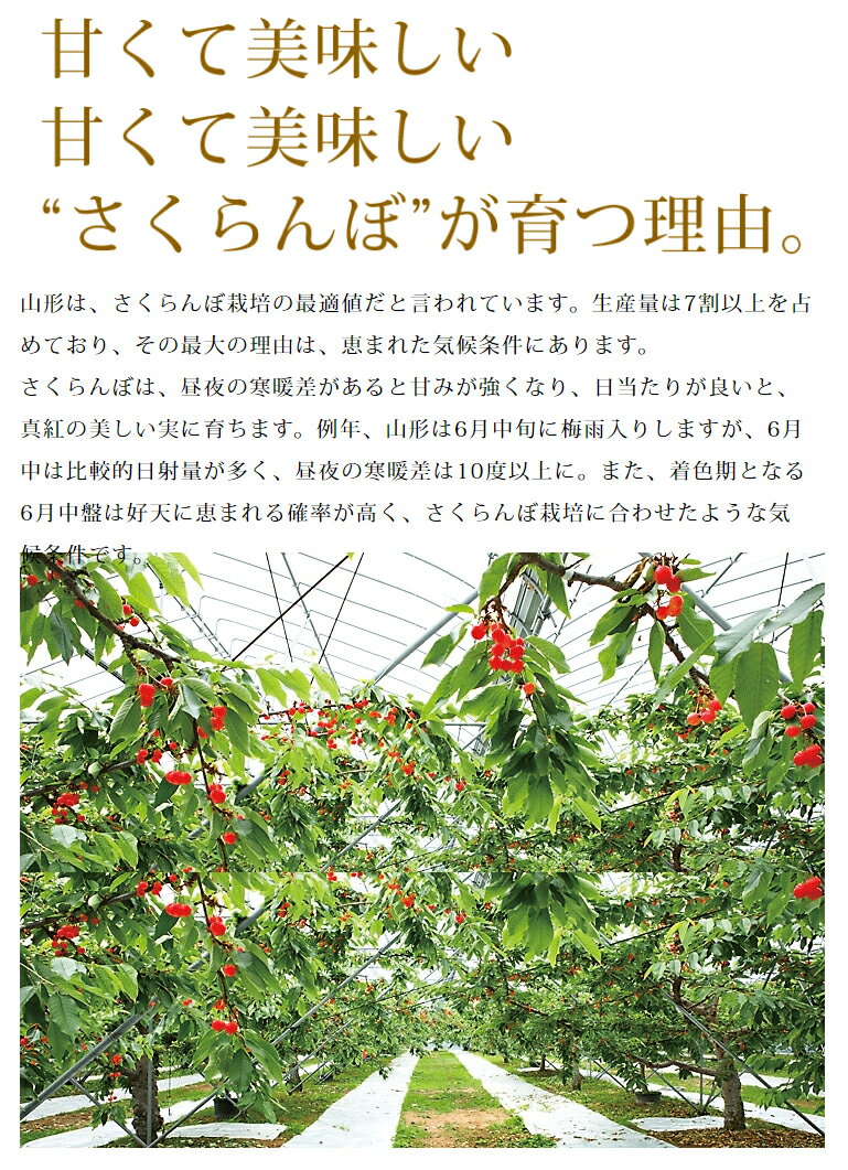 【2020年6月発送・先行予約】 特選 山形県産 さくらんぼ佐藤錦 特秀 2L玉 1,100g 桐箱入 多田農園のさくらんぼ 大粒 山形県産 産地直送 化粧箱入 お中元 プレゼント 手詰め 厳選 特秀 送料無料 果物 フルーツギフト