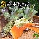 【1月中旬発送 先行予約】 本わさび 1〜4本 約150g 無農薬 名水百選 山形県産 わさび専門ハウス直送 新鮮 採れたて 約15人前分 冷蔵 業務用OK 寿...