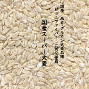 国産スーパー大麦 900g ビューファイバー 100% 愛知県産 高β-グルカン大麦品種【 ネコポス 送料無料 】β-グルカン値 12.3g/100g中 麦ごはん 麦飯