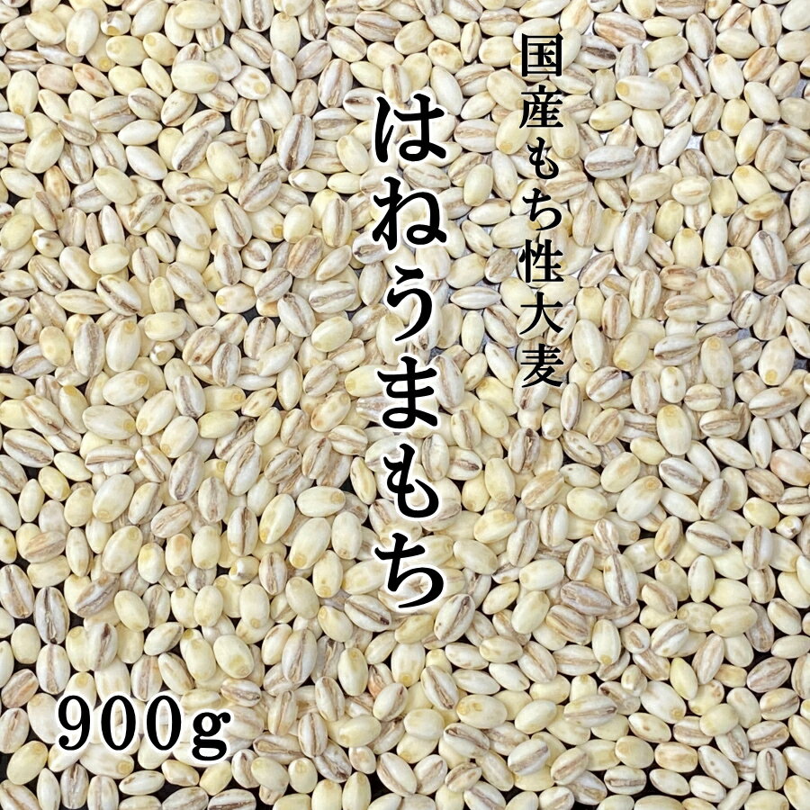 【 地域限定送料無料 】 国産もち麦 900g 品種 福井県産 はねうまもち / 精麦工場直送 大麦 もち麦 食物繊維 腸活 糖質制限 糖質オフ