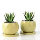 植木鉢 多肉植物 鉢 小型 底穴あり 陶器 ミニ植木鉢 サボテン鉢 ミニ 植木鉢 おしゃれ 陶器製トレイ付き 鉢底ネット付き 2点セット 植物なし (グリーン)