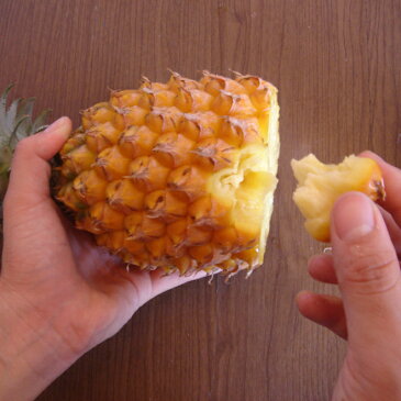 【送料無料】沖縄産スナックパイン 2玉〜5玉 (2.8Kg以上) ちぎって食べるパイン ボゴール