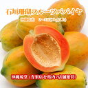 【送料無料・即出荷可】沖縄県産 石垣珊瑚フルーツパパイヤ 2〜3玉(1kg以上)石垣珊瑚 無添加 沖縄 フルーツ ギフト 贈答品 内祝い お中元 お歳暮 熨斗 ...