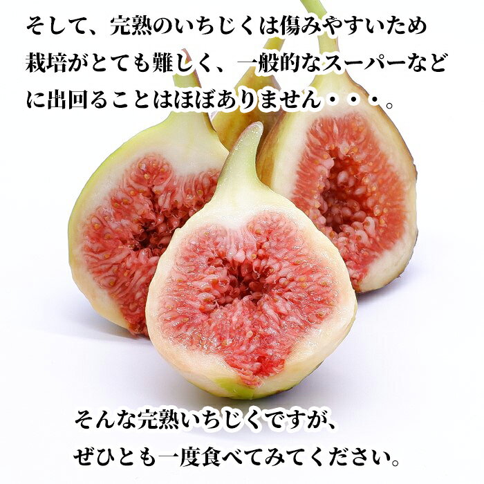 Sale 65 Off 福岡 熊本県産 完熟いちじく500g 6 8玉 一般のスーパーに出回ることがほぼないイチジク 種のプチプチ感も味わえる 柔らかな食感 豊かな香り