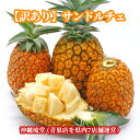 【訳あり】沖縄県産サンドルチェ(新品種パイナップル)1.2kg(1〜2玉)【全国送料無料】糖度はなんと19度 ゆがふとサマーゴールドを交配 新鮮直送