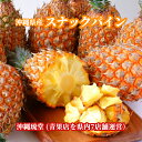 【全国送料無料】沖縄県産スナックパイン4.8kg以上(5玉〜8玉)ちぎって食べる パイン パイナップル ボゴール種 沖縄 フルーツ 果物 盛り合わせ お中元 お...