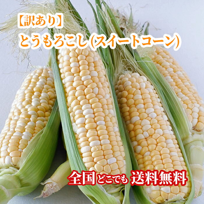 【送料無料・即発送可】沖縄県産【訳あり】とうもろこし(スイートコーン)5kg(13〜17本)国産 とうもろこし スイートコーン　新鮮直送