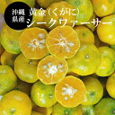 【送料無料】沖縄産シークワーサー 果実1.5kg（40〜80玉前後）(黄金)