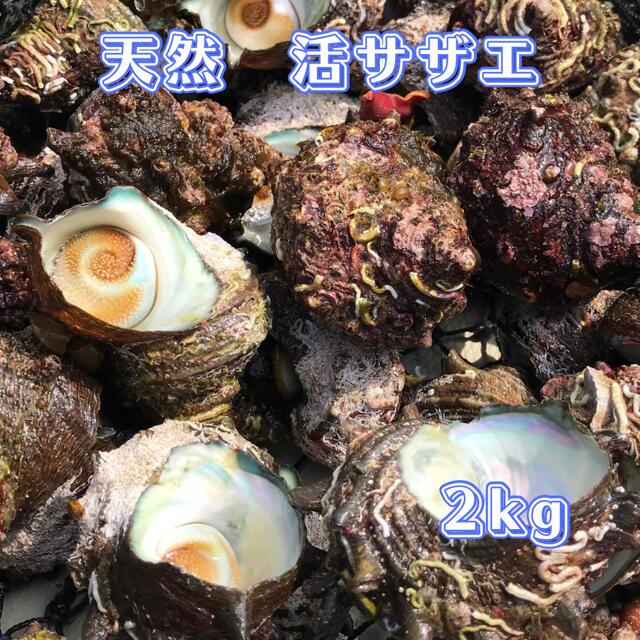 商品情報名称天然サザエ内容量1Kg産地名（原産地）鳥取県沿岸産採取海域鳥取県岩美町賞味期限発送日を含めて3日保存方法冷蔵庫で保管収穫者龍神荘　鳥取県岩美郡岩美町大羽尾274-1販売者・加工業者龍神荘　鳥取県岩美郡岩美町大羽尾274-1商品について天然もののサザエをクール（冷蔵）便でお送りいたします送料無料 サザエ 1個90g前後 1K（10個～13個) 朝獲れ 鳥取県産 素潜り漁師 つぼ焼き お刺身 素潜り漁師が、1個ずつ厳選して捕獲しているサザエです 2