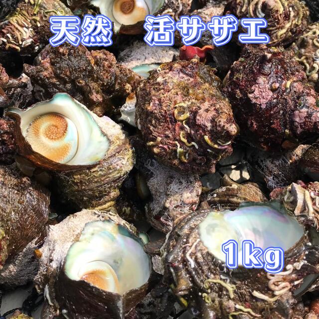 送料無料 サザエ 1個90g前後 1K（10個～13個) 朝獲れ 鳥取県産 素潜り漁師 つぼ焼き お刺身