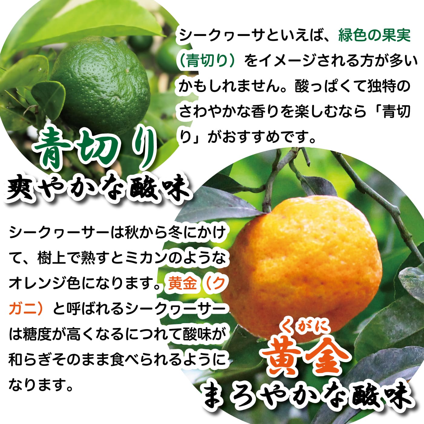 ���⥷��������� 500ml �ޥ���ɥ����� ������ ���� �����ʤ� ���Ф� ���컺 ����������� �̽�100�� ���塼�� ���ȥ졼�� �������������� �Υӥ���� ΰ��ե����