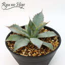 AKx OA_ni IAgave guadalajarana 'Leon' ϗtA A 5