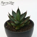 Agave Green Lotusアガベ グリーン ロータス観葉植物 人気 送料無料 グリーンロータス